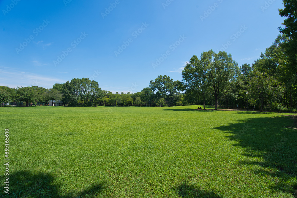 A park full of greenery in summer A park full of greenery in summer
