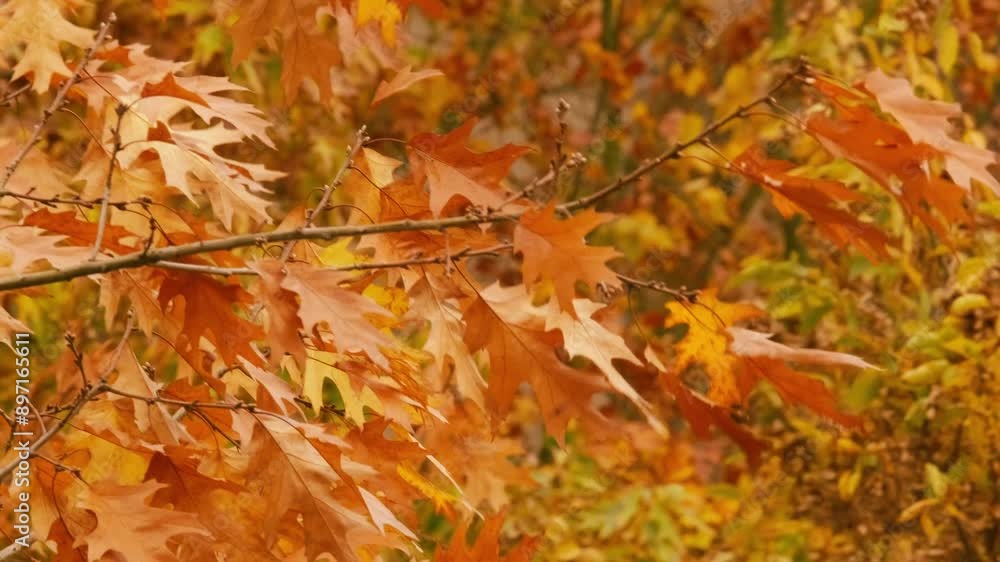 autumn red, yellow, orange, crimson foliage, leaves of marsh oak, Quercus palustris in garden, tree branches sway in background, autumn season, nature protection, concept of weather autumn red, yellow, orange, crimson foliage, leaves of marsh oak, Quercus palustris in garden, tree branches sway in background, autumn season, nature protection, concept of weather