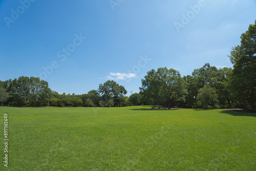 A park full of greenery in summer