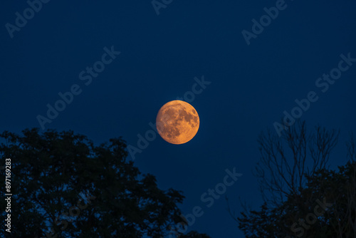 Buckmoon of 19 July 2024 shown here with silhouette trees and blue, cloudless sky, space for text, astrophotography