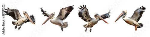 Collection set of pelican Flying isolated on transparent background