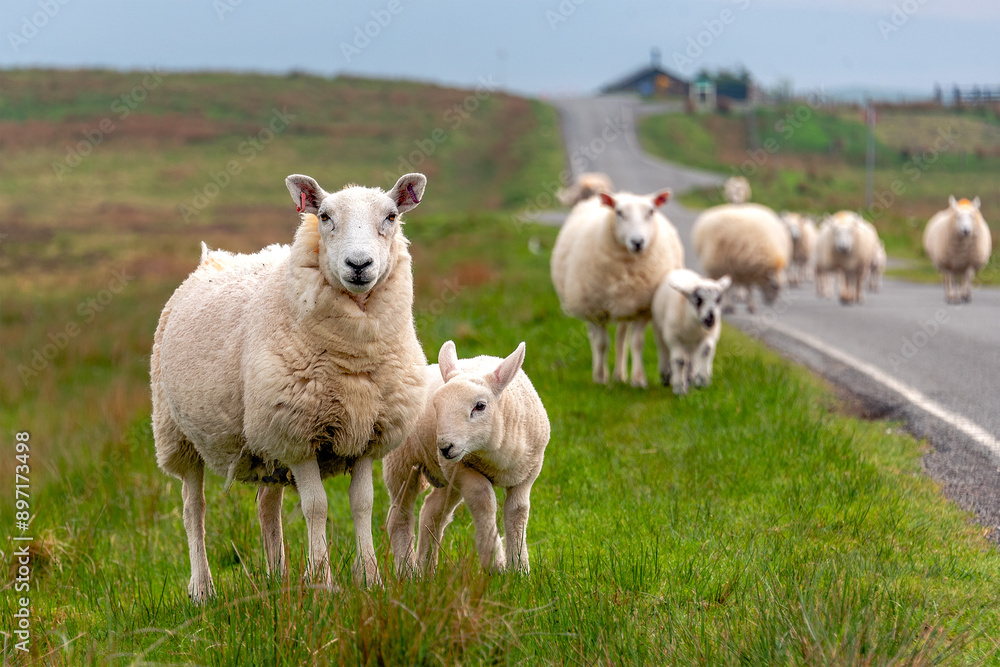 A flock of sheep returns from everyday grazing in a prairie. A flock of sheep returns from everyday grazing in a prairie.