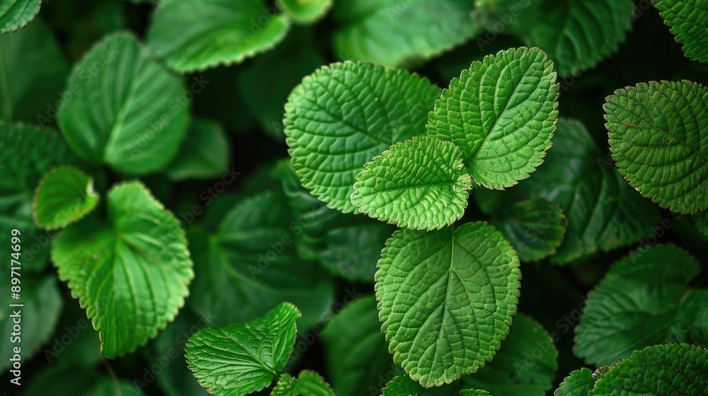 Macro nature background featuring green leaves Macro nature background featuring green leaves