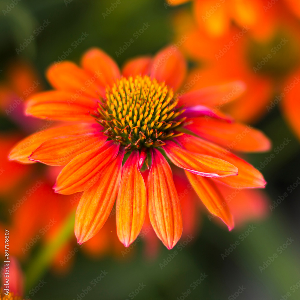 echinacea - coneflowers in the garden - soft focus echinacea - coneflowers in the garden - soft focus