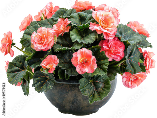 Beautiful potted begonia plant with vibrant pink flowers and lush green leaves in a rustic ceramic pot.