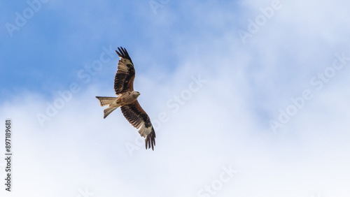 Red Kite in Flight