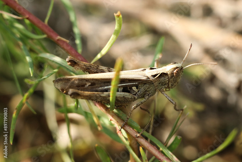 Grasshopper on a branch of grass in the nature. photo