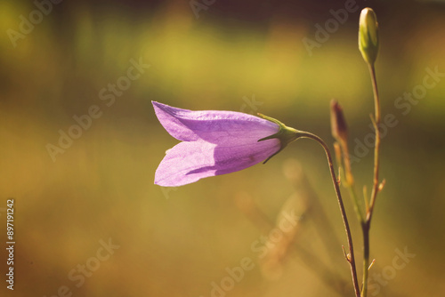 Purple campanula flower on a meadow in the summer