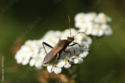 broad-headed bug on a white flower in the garden. Macro. photo