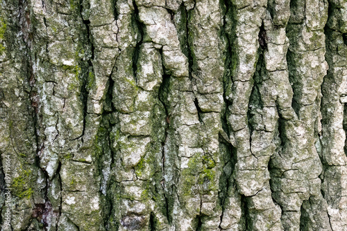 Texture quercia