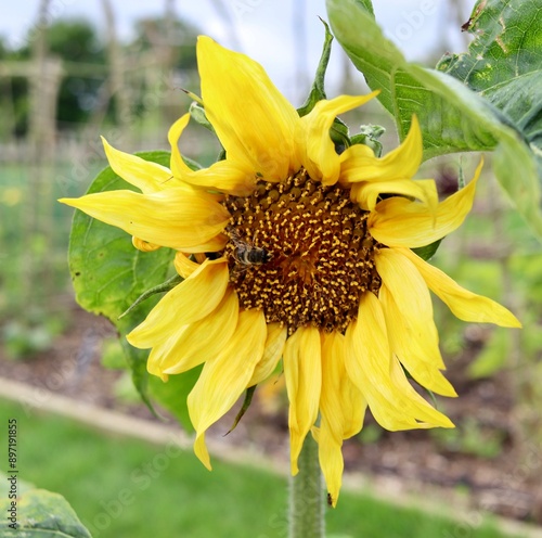 British plants and flowers summer blooming #897191855