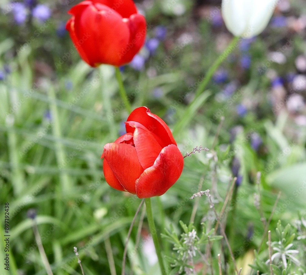 British plants and flowers summer blooming British plants and flowers summer blooming