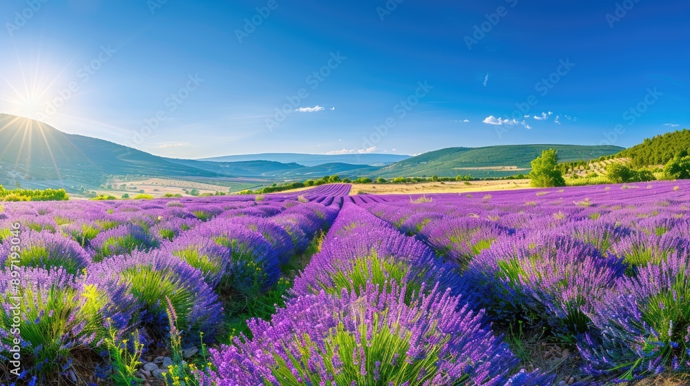 Obraz premium A wide-angle shot of the vibrant lavender fields in Provence, France, under a clear blue sky.