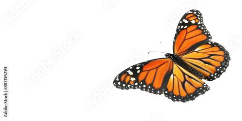 A butterfly with orange wings flies over a white background