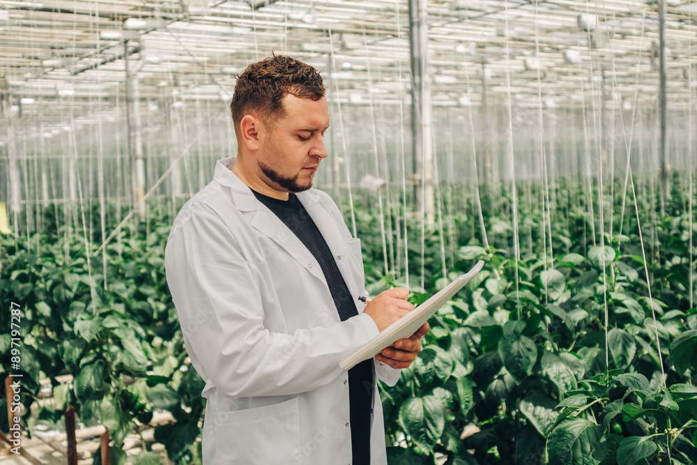 Male researcher in white coat walks on greenhouse between rows growing bell peppers, vegetables. Employee collects data on plant growth, green foliage for analysis and programming of irrigation system