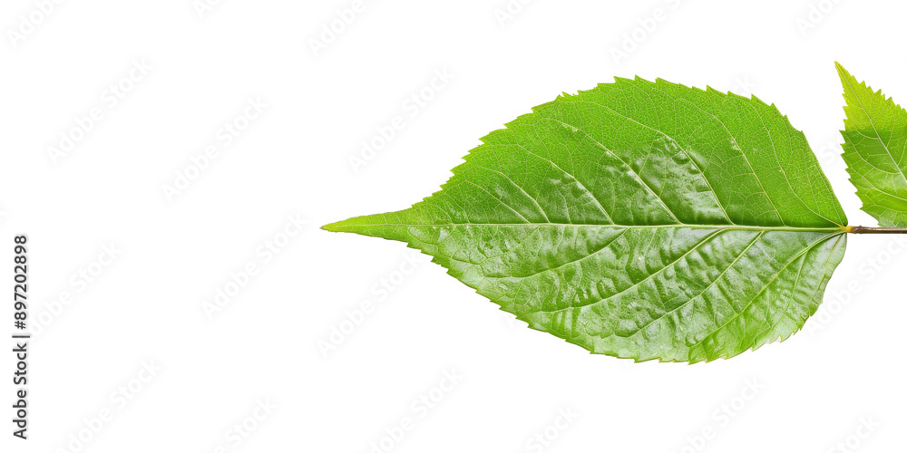Fototapeta premium A leaf is shown on a white background