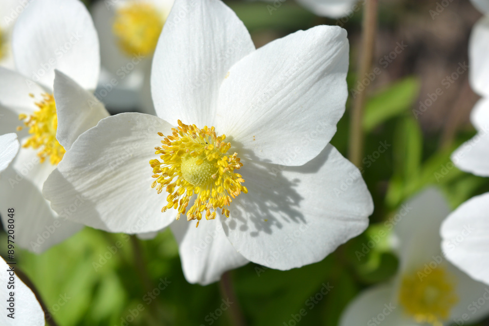 Beautiful flowering background of spring flowers. Bright white large flowers of an outdoor plant growing on yellow sand. Beautiful flowering background of spring flowers. Bright white large flowers of an outdoor plant growing on yellow sand.