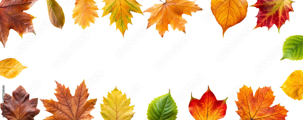 Fototapeta premium Border frame of fallen yellow and orange leaves isolated on a transparent background top view. Minimal autumn season concept. Flat layout. Set of autumn leaves cut PNG, nature. Bright autumn leaves