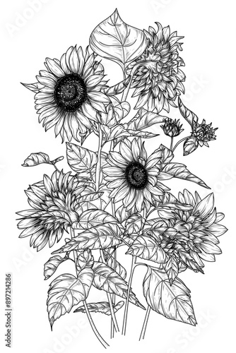 Wallpaper Mural Vector illustration of a bush of sunflowers in engraving style Torontodigital.ca