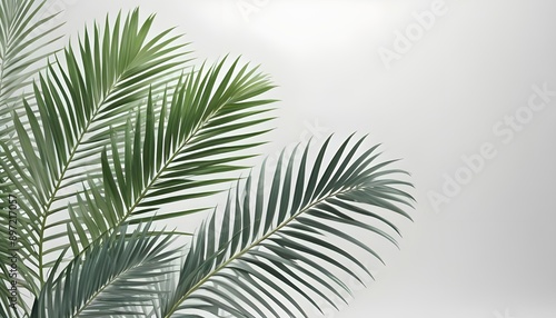 Palm leaves evergreen summer realistic on transparent backgrounds