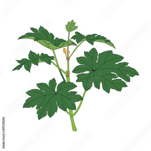 Tetrapanax papyrifer. Traditional Chinese medicine Tetrapanax papyrifer line drawing and coloring illustration.