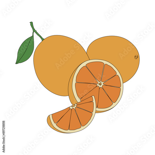 Oranges. Line drawing color illustration of fresh fruit.