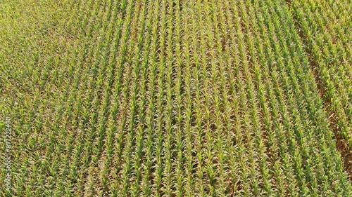 Aerial photography of farmland light and shadow on the Sanjiang Plain in Heilongjiang Province photo