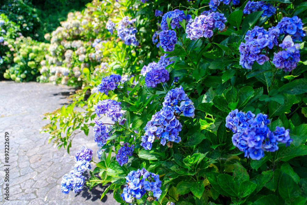 A Tapestry of Endless Summer: Vibrant Hydrangeas in a Lush Garden A Tapestry of Endless Summer: Vibrant Hydrangeas in a Lush Garden