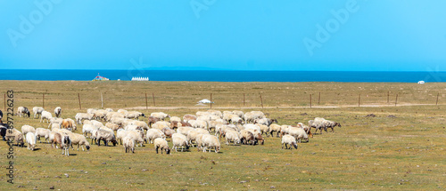 The sheep on the pasture