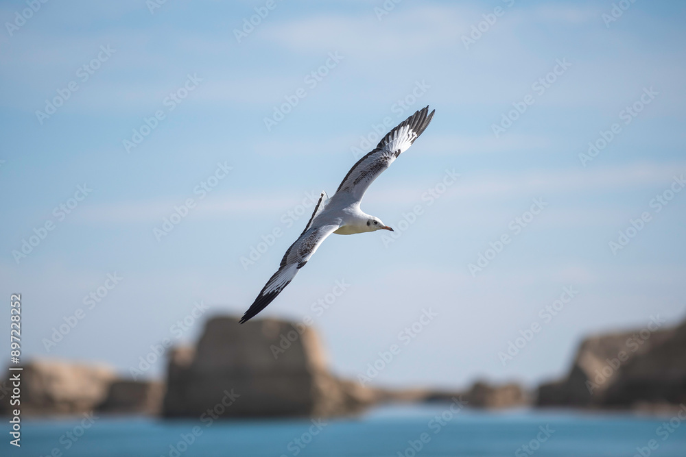 Fototapeta premium bird