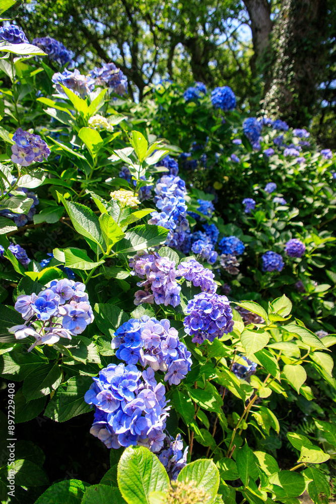 Vibrant Blue Hydrangea Blooms in Lush Summer Garden Vibrant Blue Hydrangea Blooms in Lush Summer Garden