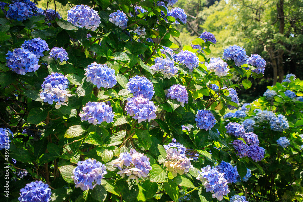Vibrant Blue Hydrangea Blooms in Sunlight with Tree Branches Vibrant Blue Hydrangea Blooms in Sunlight with Tree Branches