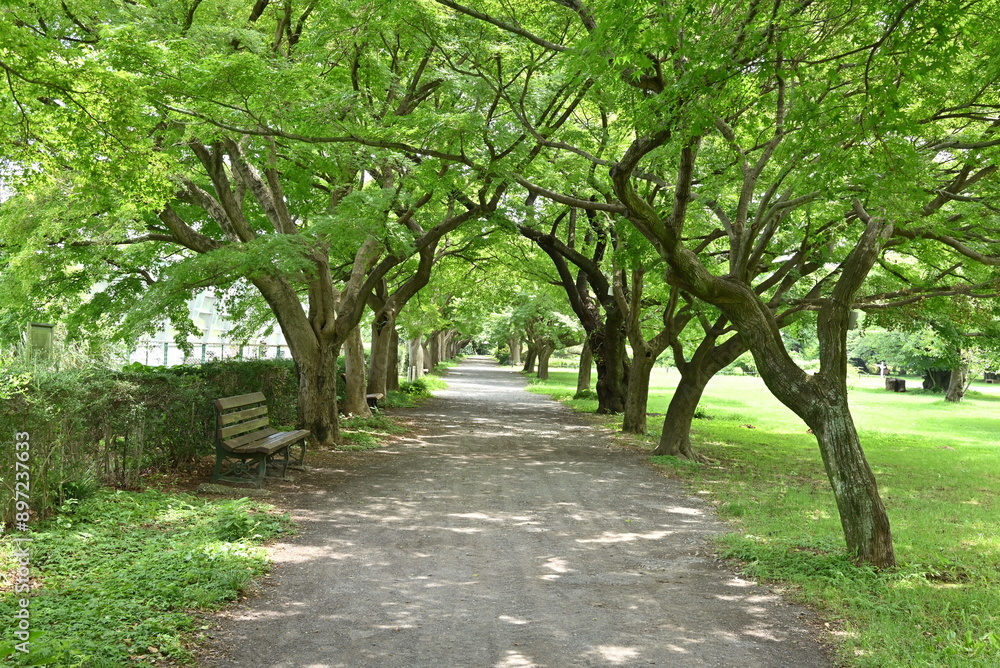 公園の道 公園の道