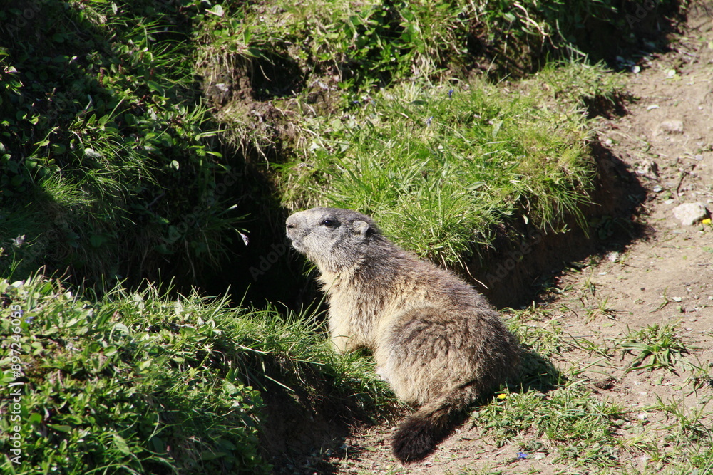 Fototapeta premium marmottes à la Plagne 