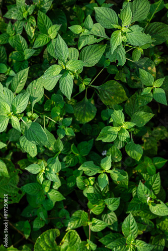 Background of tropical botanical rainforest plant leaf