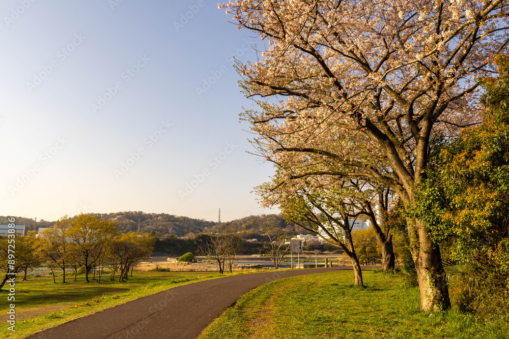 Obraz premium 府中多摩川かぜのみちの桜