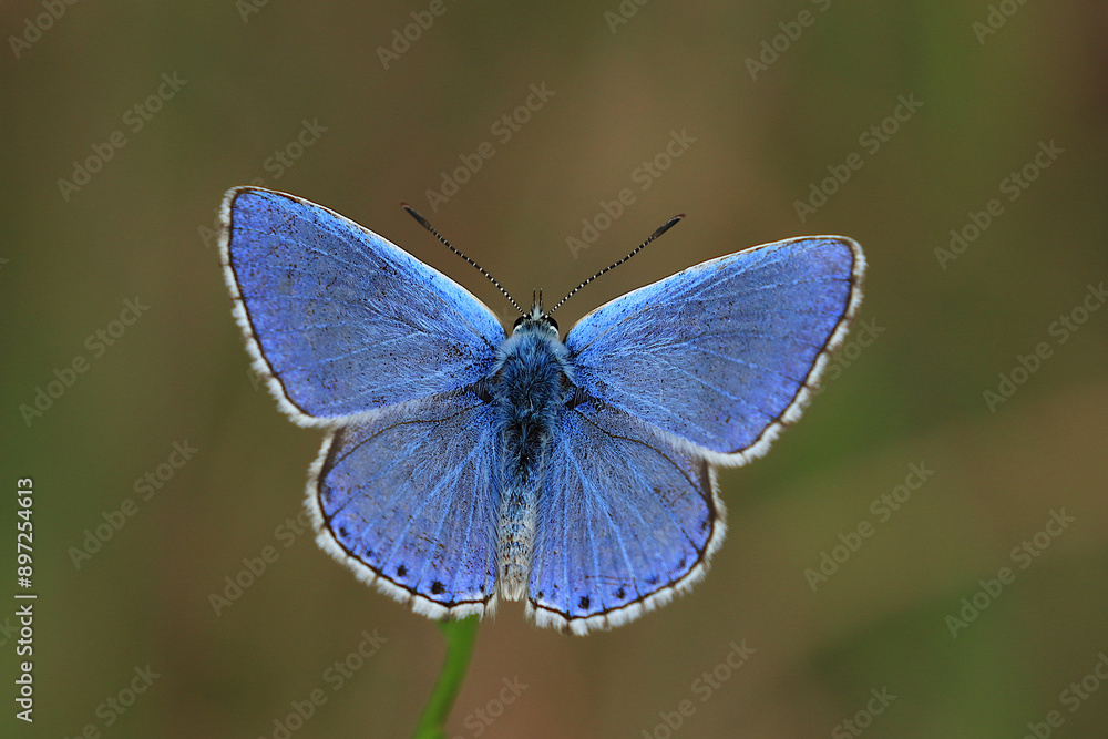 Adonis blue butterfly posing on meadow Adonis blue butterfly posing on meadow
