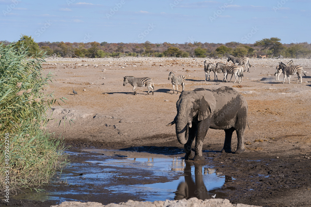 Obraz premium Large male african elephant (Loxodonta africana) drinking at a water hole in Etosha National Park in Namibia