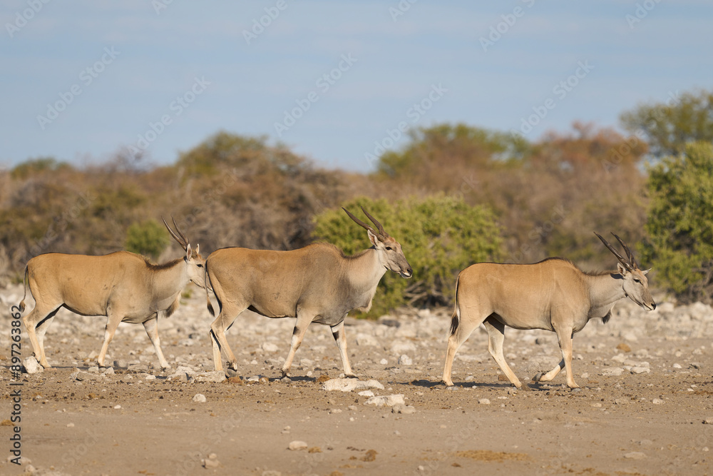 Obraz premium Common eland (Taurotragus oryx) approaching a waterhole in Etosha National Park, Namibia