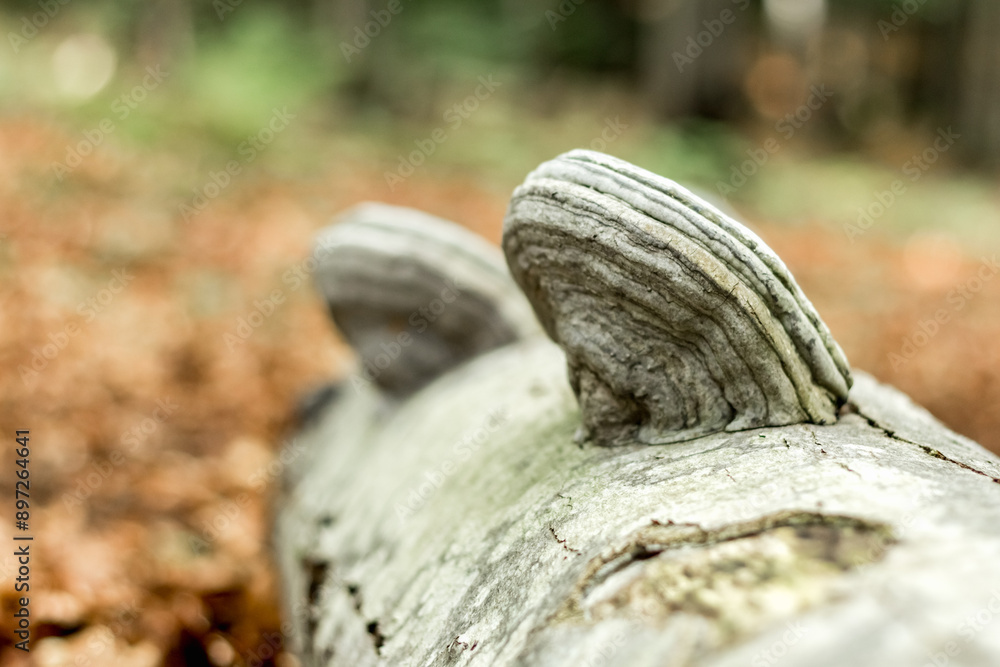 fallen beech trunk with mushrooms.. fallen beech trunk with mushrooms..