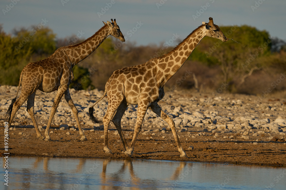 Fototapeta premium Giraffe (Giraffa camelopardalis) at a waterhole in Etosha National Park, Namibia