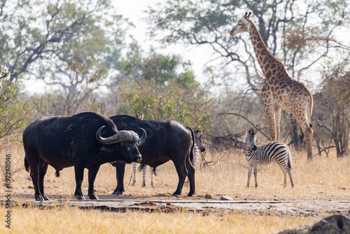 buffalo, giraffe, and zebras at the waterhole