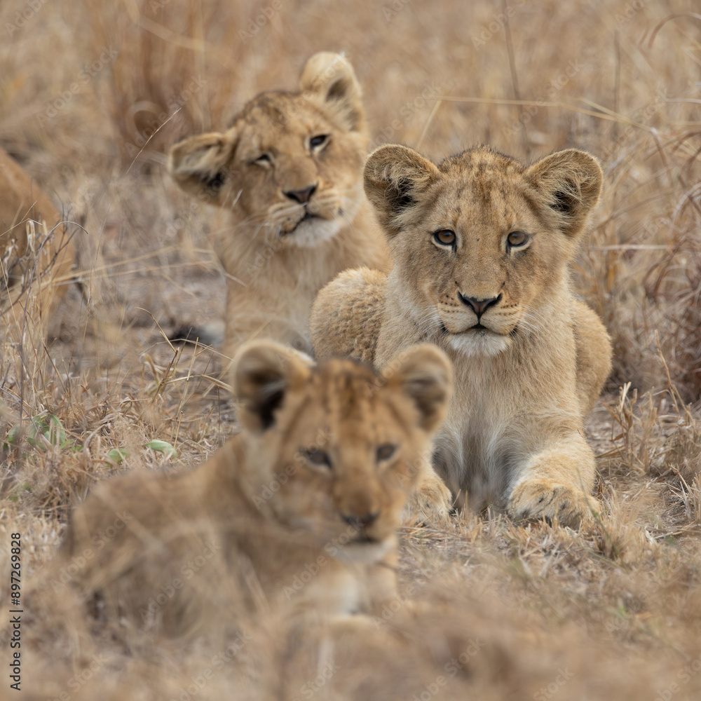 Young lion cubs during the dry season Young lion cubs during the dry season