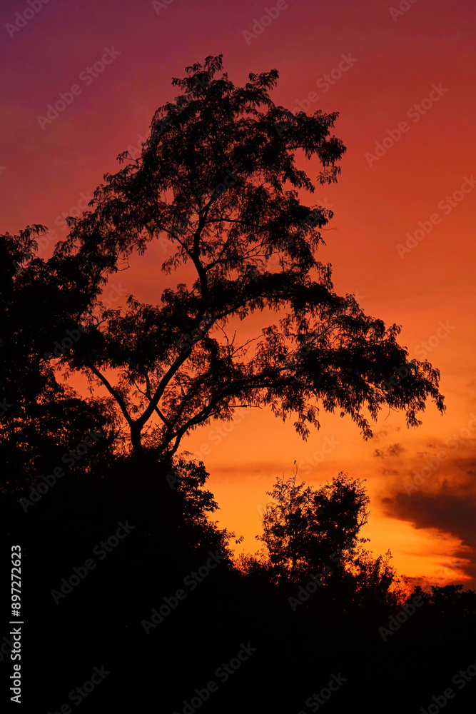 Fototapeta premium Silhouette of tree with sunset sky