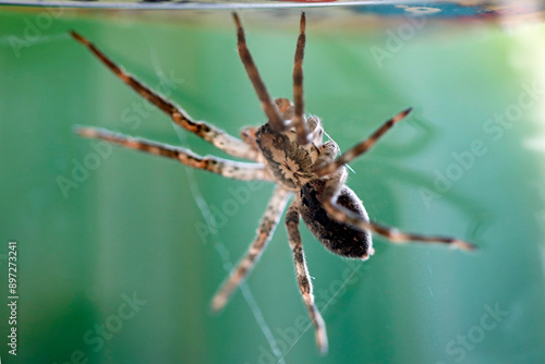 Obraz na plátně Nosferatu-Spinne