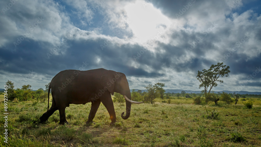 Obraz premium African bush elephant tusker walking in savanna under cloudy sky in Kruger National park, South Africa ; Specie Loxodonta africana family of Elephantidae