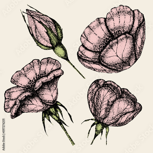 Foto Collection of vintage flowers, leaves and berries of wild rose