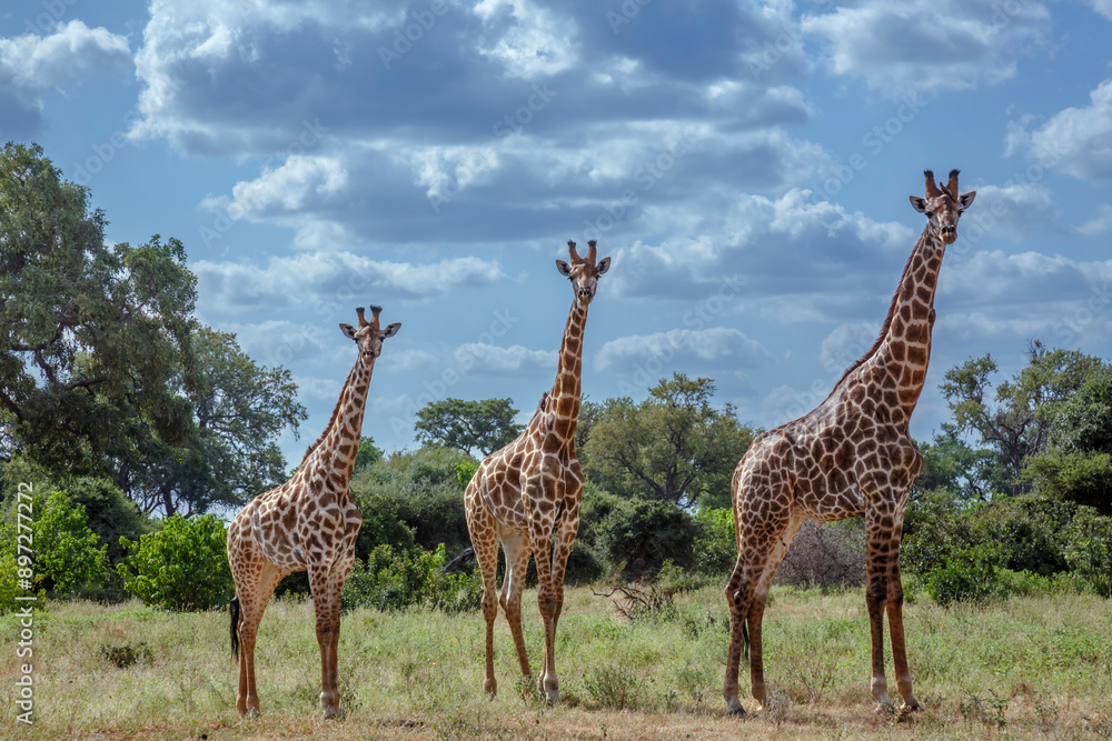 Three Giraffes in green bush in Kruger National park, South Africa ; Specie Giraffa camelopardalis family of Giraffidae Three Giraffes in green bush in Kruger National park, South Africa ; Specie Giraffa camelopardalis family of Giraffidae