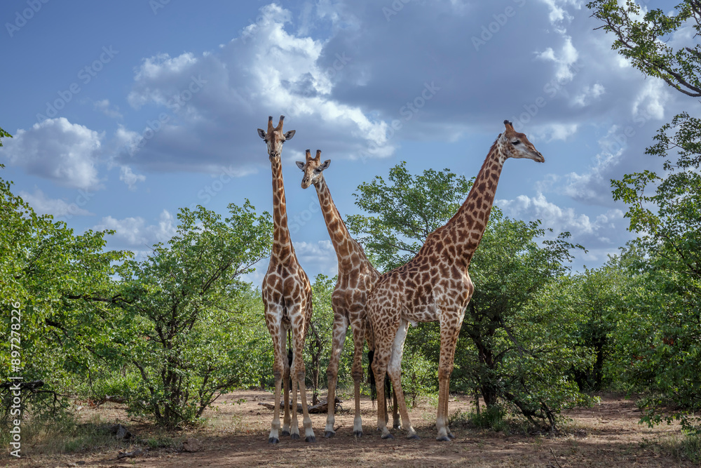 Fototapeta premium Three Giraffes in green bush in Kruger National park, South Africa ; Specie Giraffa camelopardalis family of Giraffidae