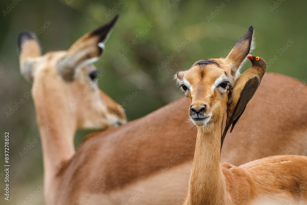 Young Common Impala with oxpecker grooming in Kruger National park, South Africa ; Specie Aepyceros melampus family of Bovidae Young Common Impala with oxpecker grooming in Kruger National park, South Africa ; Specie Aepyceros melampus family of Bovidae